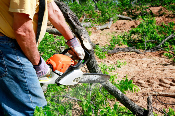 Midway, UT Tree Care Services Company